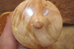 Curly Maple